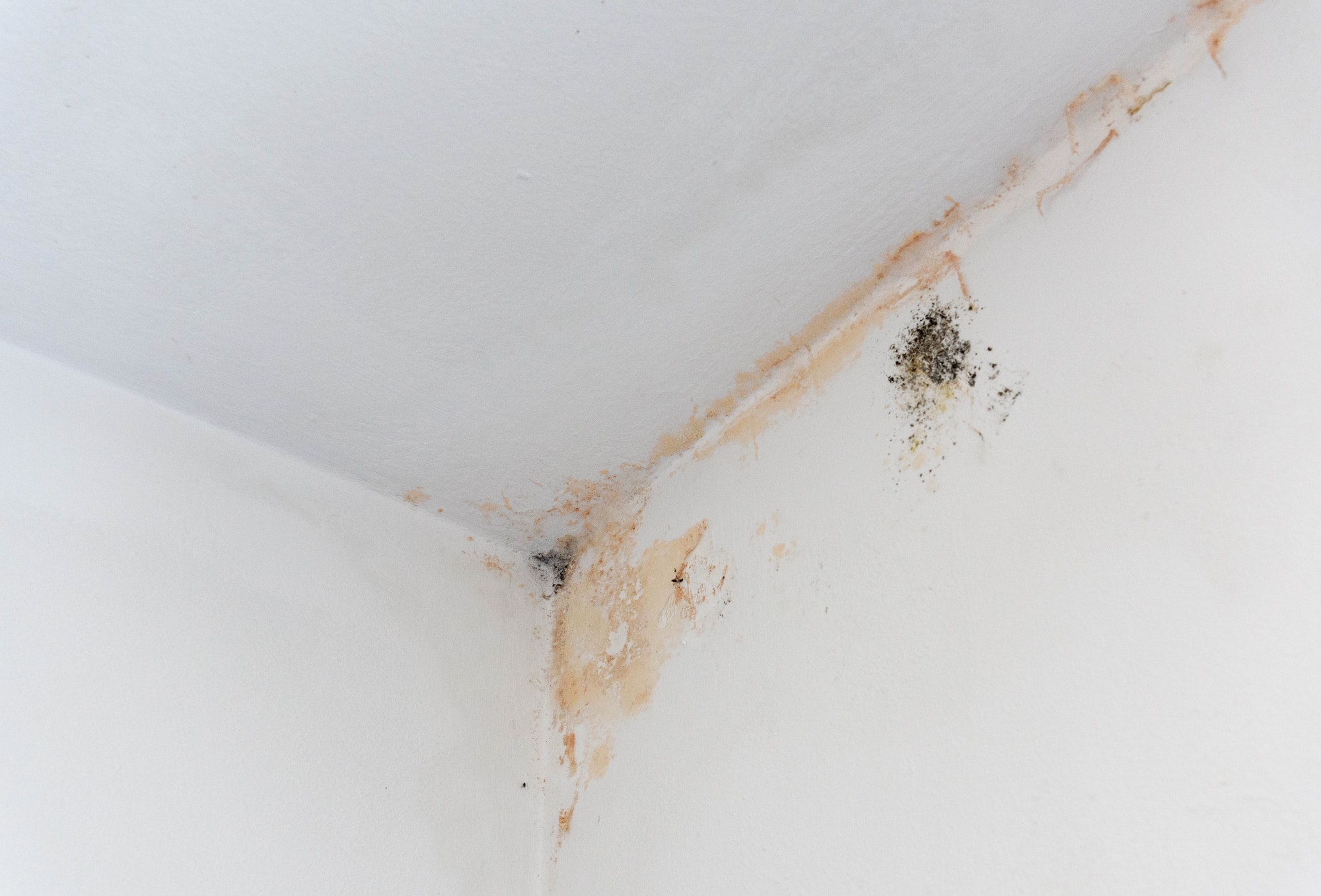 Black mold stains in corner of room. Mildew on white wall ready for renovation.